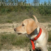 Photo de Labrador retriever