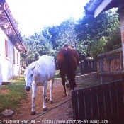 Photo de Races diffrentes