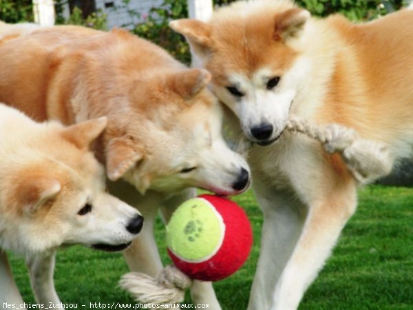 Photo d'Akita inu