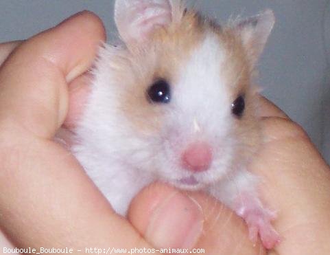 Photo de Hamster