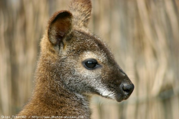 Photo de Wallaby