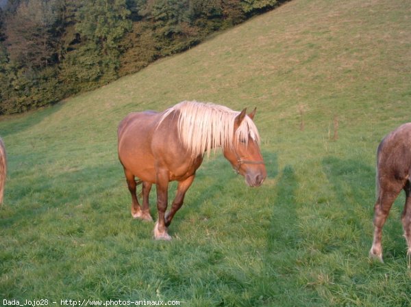 Photo de Breton