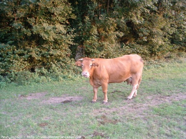 Photo de Vache