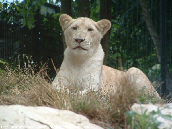 Photo de Lion