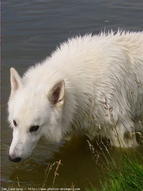 Photo de Berger blanc suisse