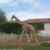 Photo de Girafe