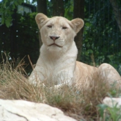 Photo de Lion