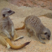 Photo de Suricate