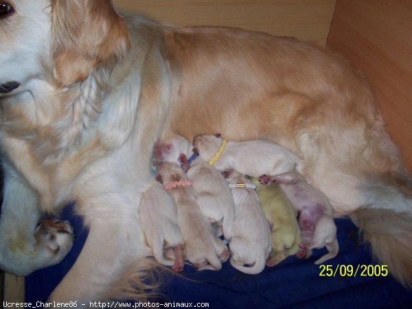 Photo de Golden retriever