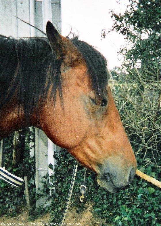 Photo de Poney franais de selle