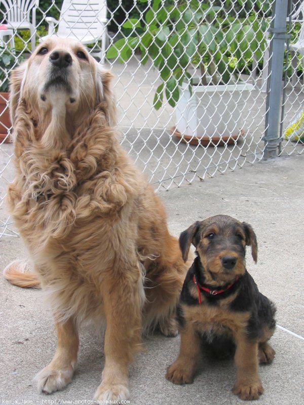 Photo d'Airedale terrier