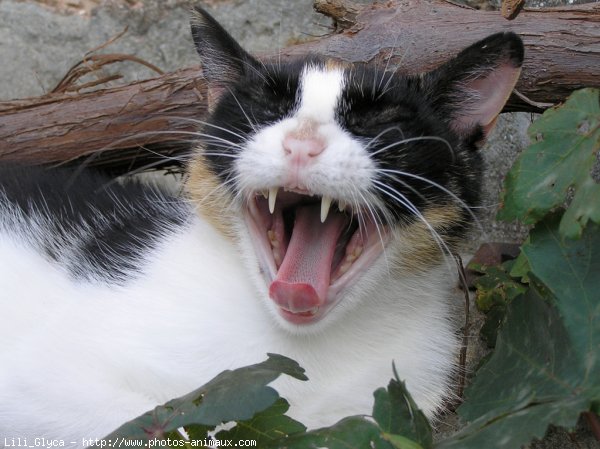 Photo de Chat domestique