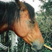 Photo de Poney franais de selle