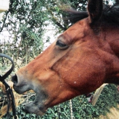 Photo de Poney franais de selle