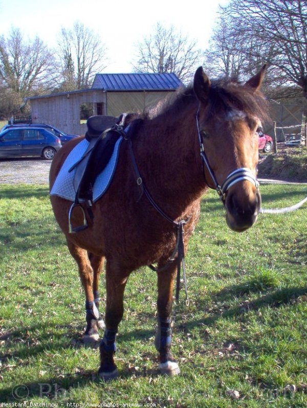 Photo de Poney franais de selle