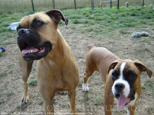 Photo de Boxer