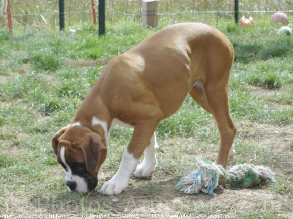 Photo de Boxer