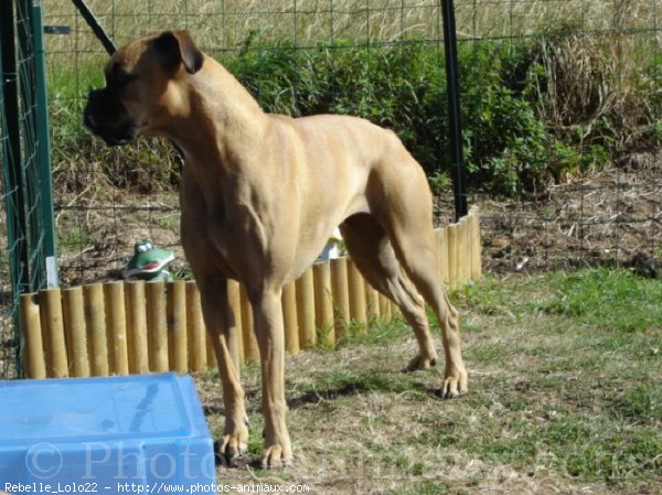 Photo de Boxer