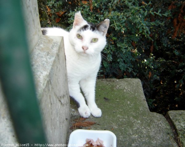 Photo de Chat domestique