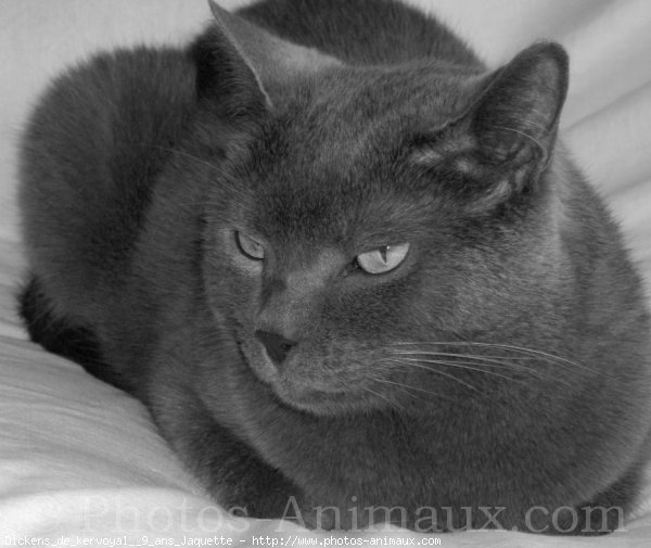 Photo de Chartreux