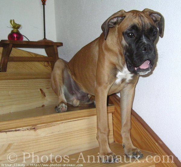 Photo de Boxer