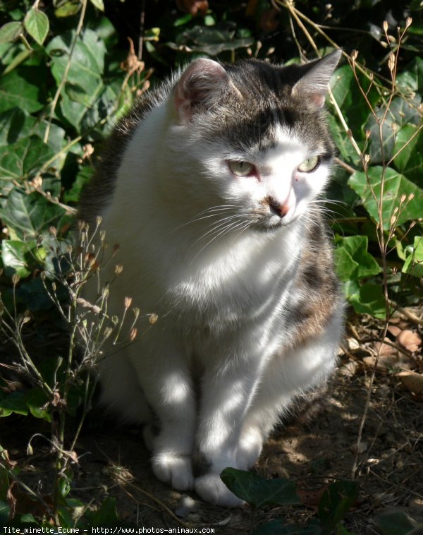 Photo de Chat domestique