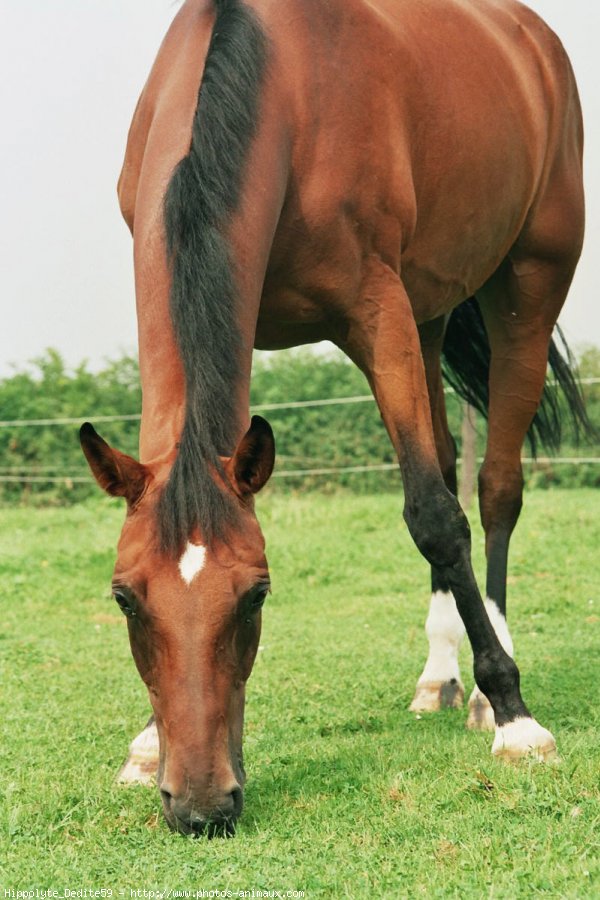 Photo de Trotteur franais