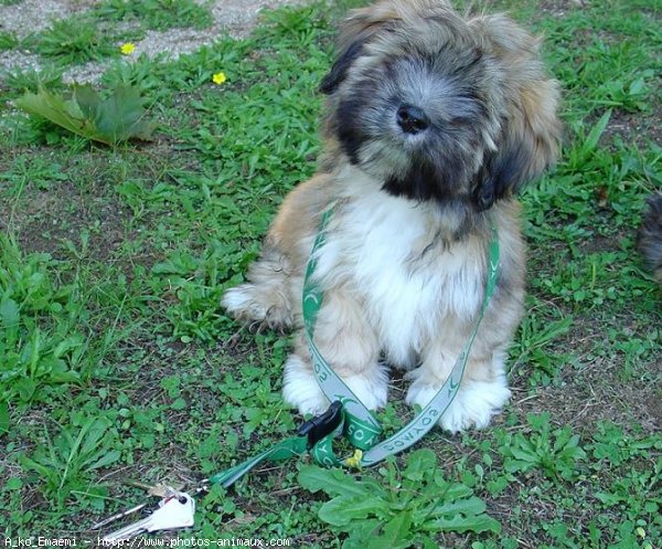 Photo de Lhassa apso