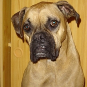 Photo de Boxer