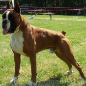 Photo de Boxer