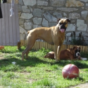 Photo de Boxer