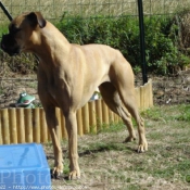 Photo de Boxer