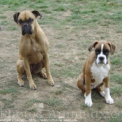 Photo de Boxer