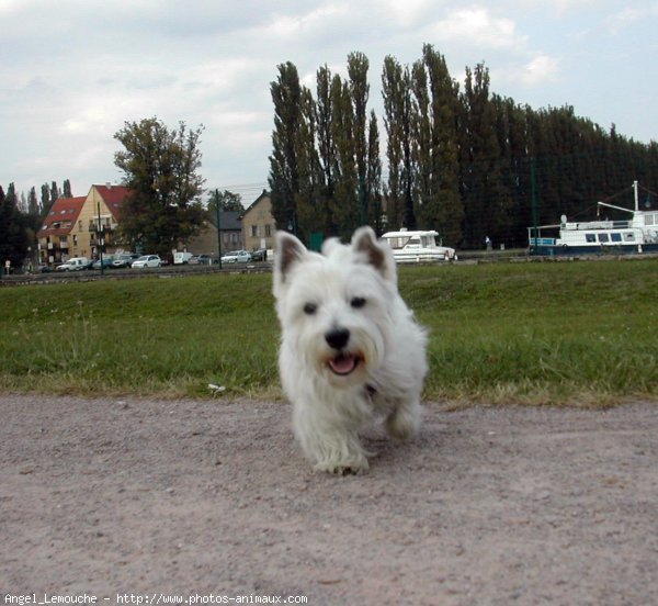 Photo de West highland white terrier