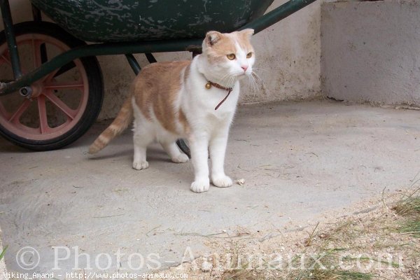 Photo de Scottish fold