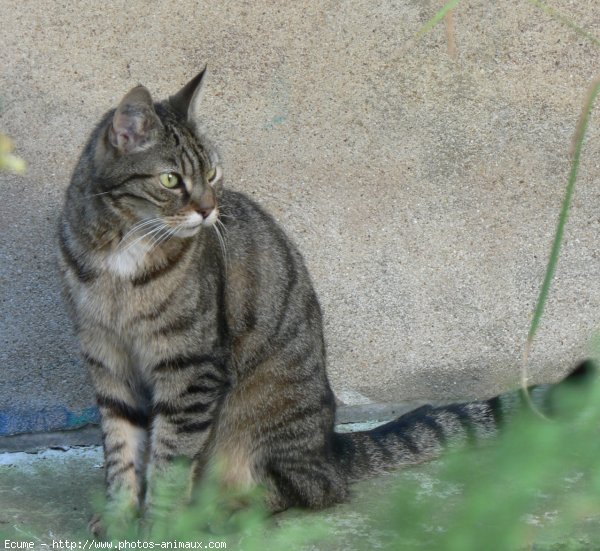 Photo de Chat domestique