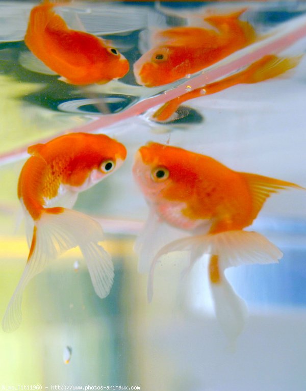 Photo de Poissons exotiques