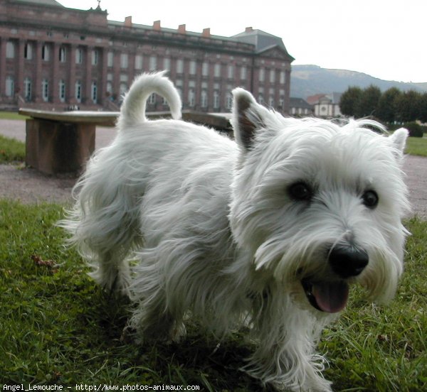 Photo de West highland white terrier