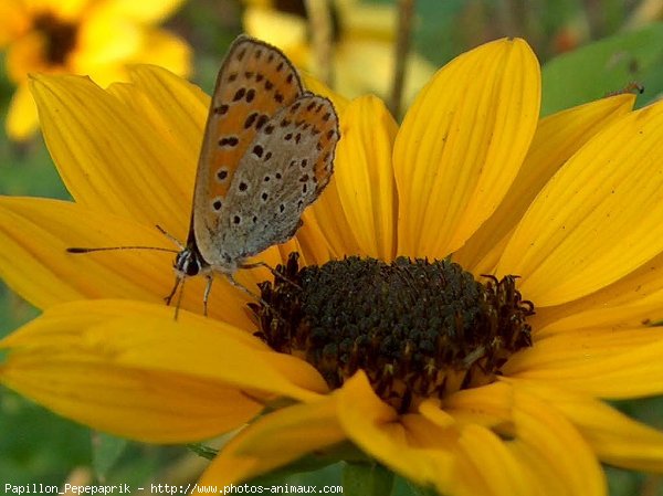 Photo de Papillon