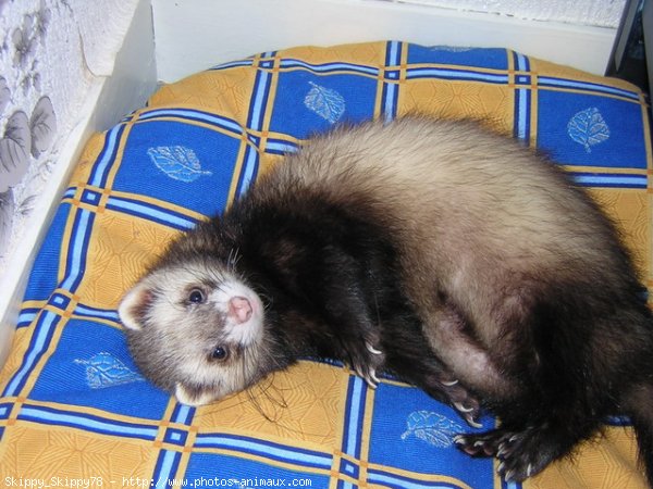 Photo de Furet