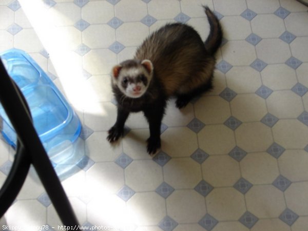 Photo de Furet