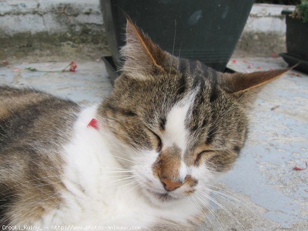 Photo de Chat domestique