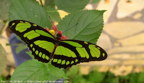 Photo de Papillon