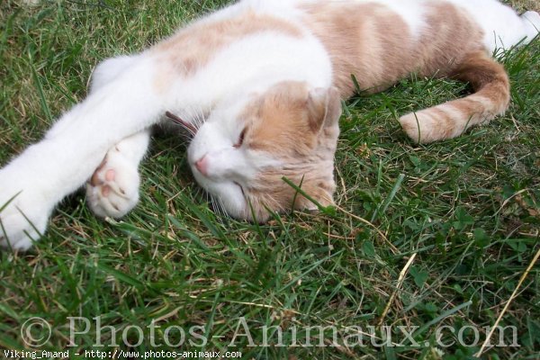 Photo de Scottish fold