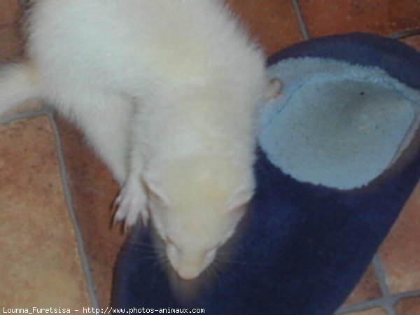 Photo de Furet