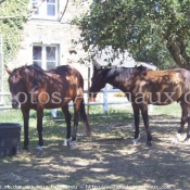 Photo de Trotteur franais