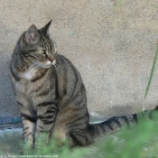 Photo de Chat domestique