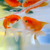 Photo de Poissons exotiques