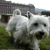 Photo de West highland white terrier