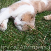 Photo de Scottish fold